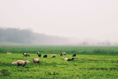 Sheep grazing on field against sky