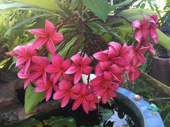 Close-up of pink flowers blooming outdoors