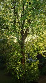 Close-up of tree against sky