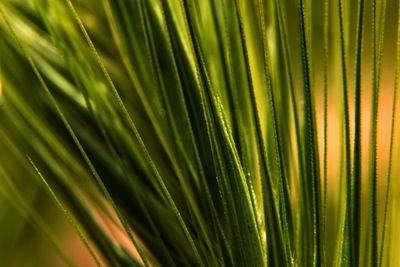 Full frame shot of palm leaf