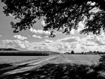 Scenic view of field against sky