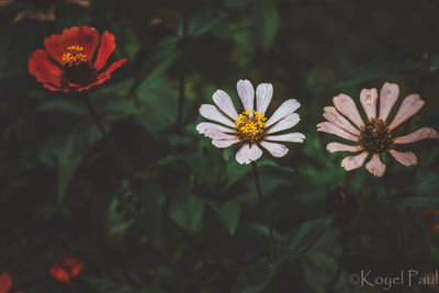 Close-up of white flowering plants