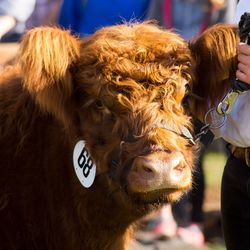 Close-up of galloway cow