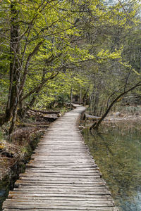View of footbridge in forest