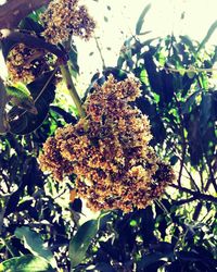 Close-up of plant