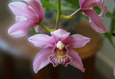 Close-up of pink flowers