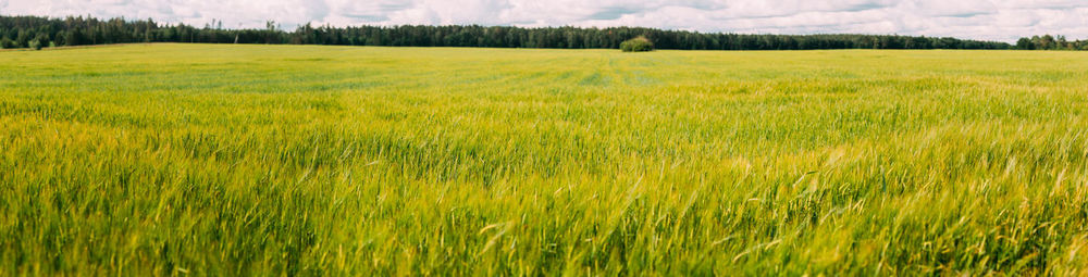 Scenic view of wheat field