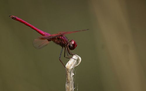 dragonflies and damseflies