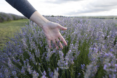 Cropped hand of woman touching flowers on land