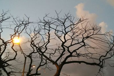 Low angle view of bare tree against sky