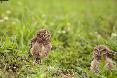 Family with baby burrowing owls athene cunicularia perched outside a burrow on marco island, florida