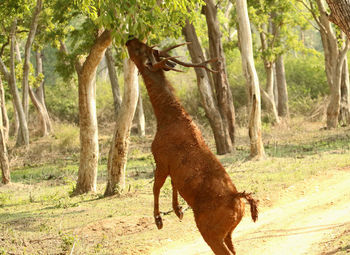 View of a horse in the forest