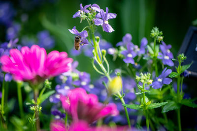 Close-up of insect pollinating on purple flowering plants