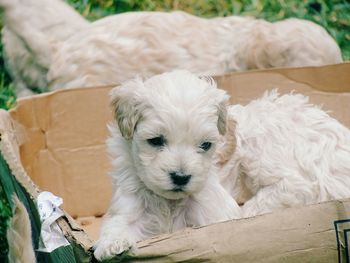 Portrait of a dog