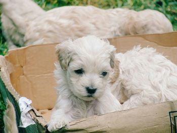 Close-up of puppies in cardboard box