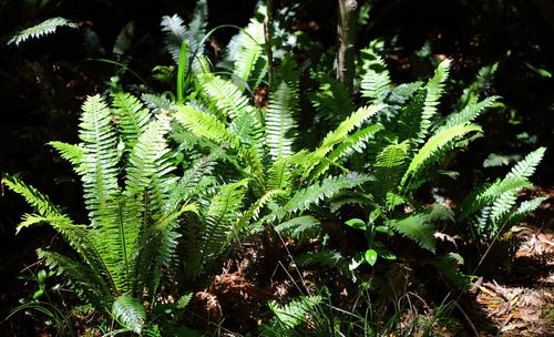 Close-up of fern