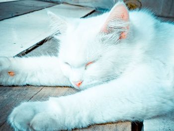 Close-up of cat sleeping