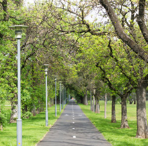 Footpath amidst trees in park