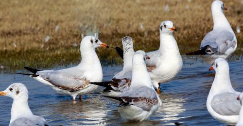 Flock of birds in lake