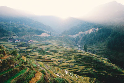 High angle view of rice field