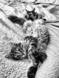 High angle view of cats relaxing on bed