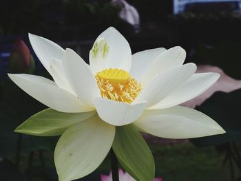 Close-up of white lotus water lily