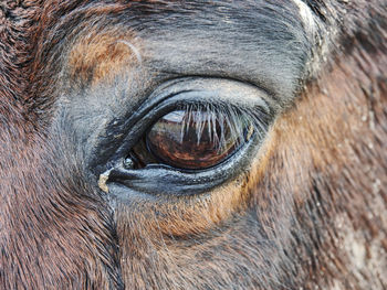 Close-up of horse eye