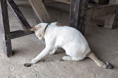 View of a dog resting