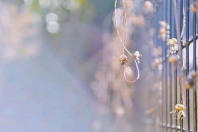 Close-up of spider on plant