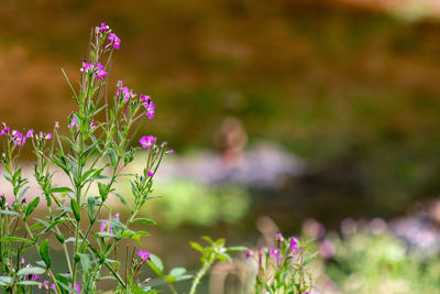 Close-up of purple flowering plants on field