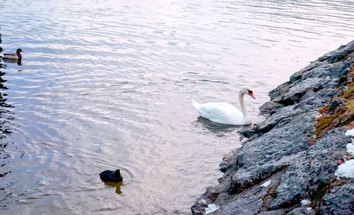 High angle view of ducks swimming in lake