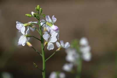 Close-up of white flowering plant