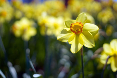 Close-up of yellow flowering plant