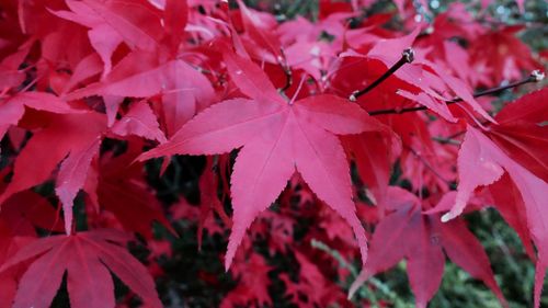 Close-up of red maple leaves