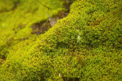 Close-up of fresh green mosses of geothermal habitat in rotorua, new zealand