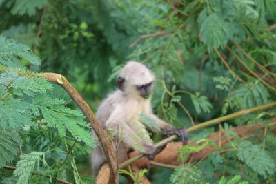 Monkey on tree branch