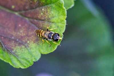Close-up of bee on leaf