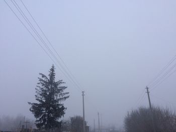 Trees against sky