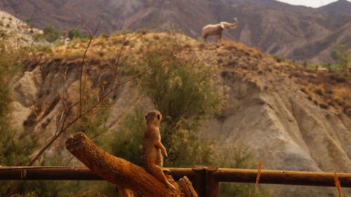 Rear view of meerkat looking at elephant on mountain