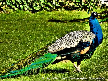 High angle view of peacock on grass