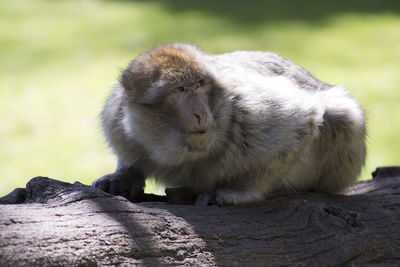 Close-up of monkey sitting on rock