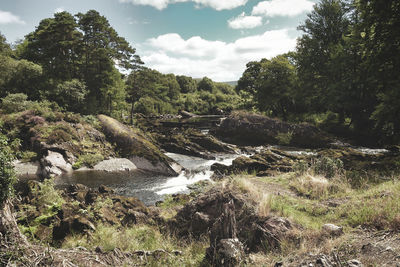 Scenic view of river amidst trees against sky