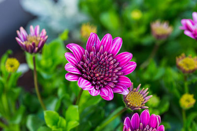 Close-up of pink flowering plant in park