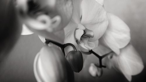 Black and white macro photography of an orchid