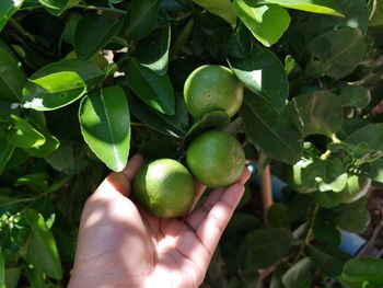 Cropped image of hand holding fruits