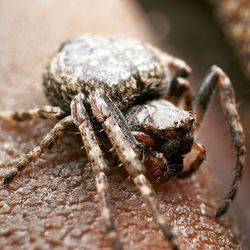 Close-up of spider