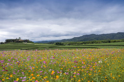 Flowers blooming on field against sky