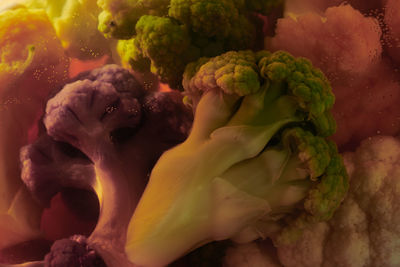 Close-up of vegetables