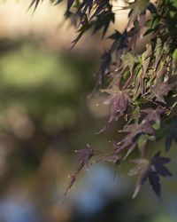 Close-up of cherry blossom on plant