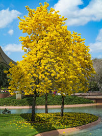 Yellow flowering plants in park during autumn